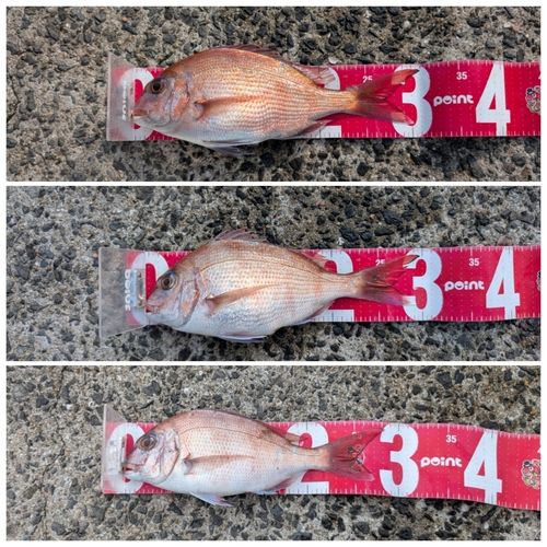 マダイの釣果