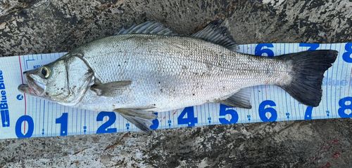 ヒラスズキの釣果