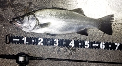 ヒラスズキの釣果