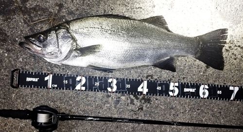 ヒラスズキの釣果