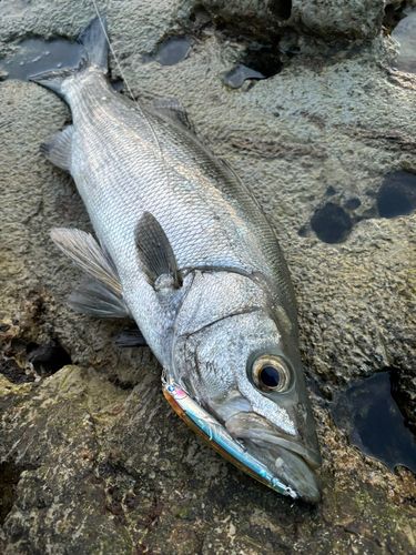 ヒラスズキの釣果