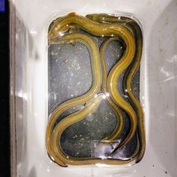 ウナギ