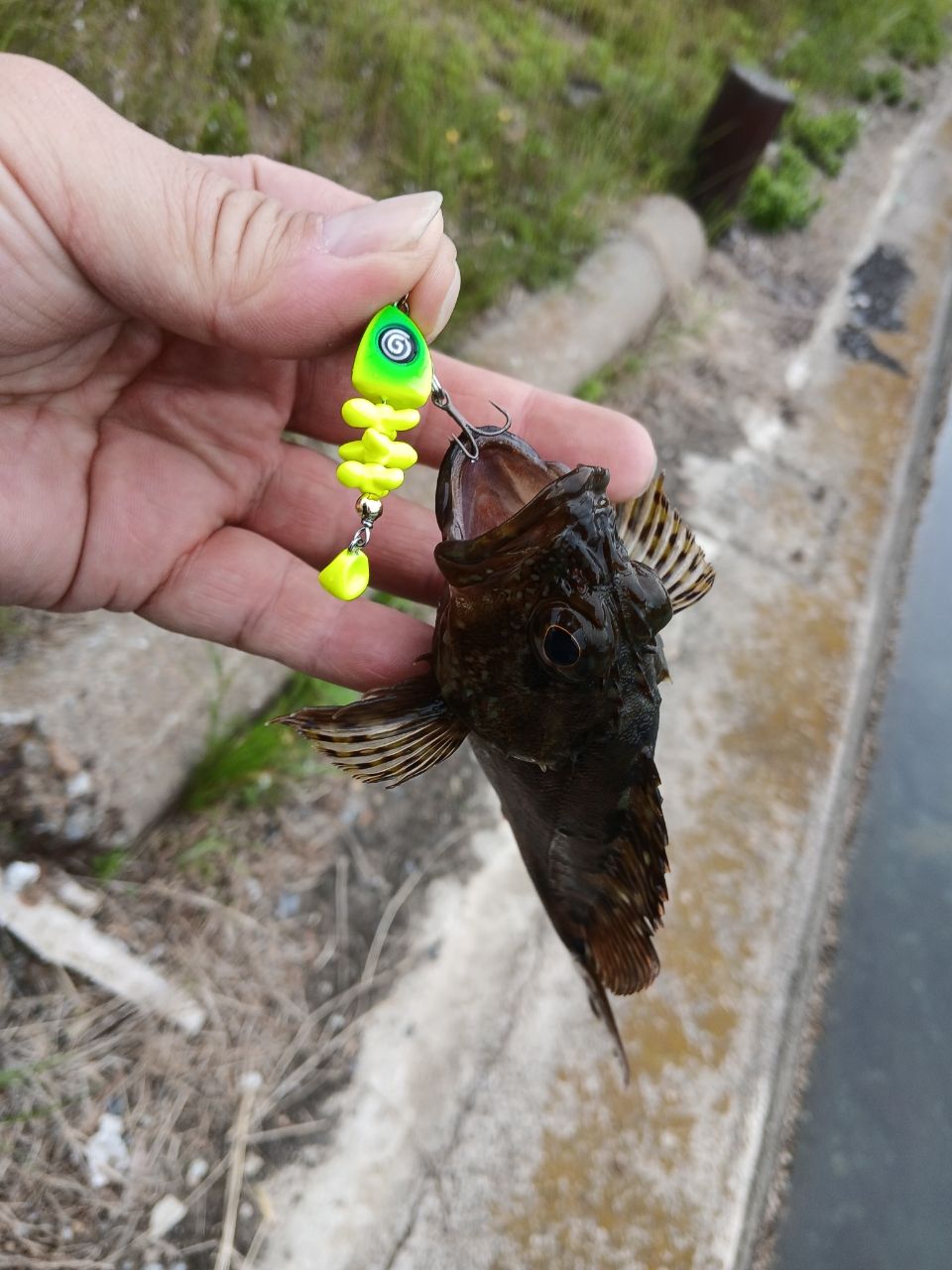 アラカブ