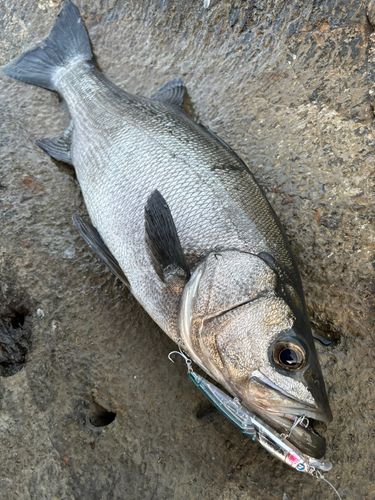ヒラスズキの釣果
