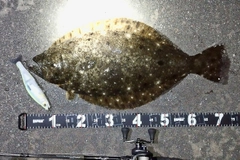 ヒラメの釣果