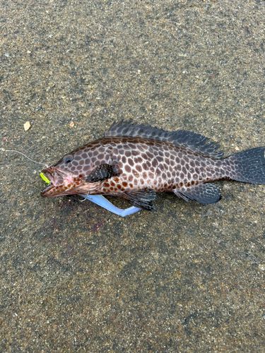 オオモンハタの釣果