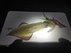 ケンサキイカの釣果