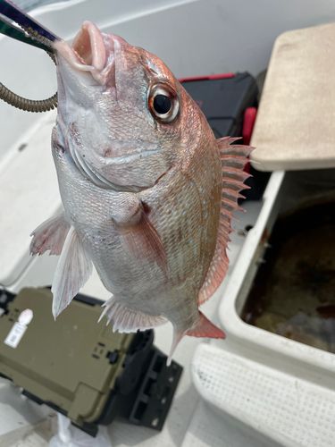 タイの釣果