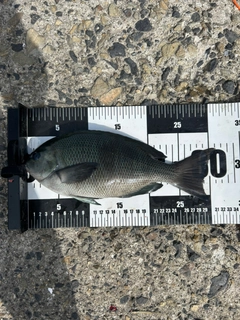 グレの釣果