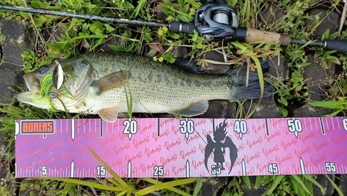 ブラックバスの釣果