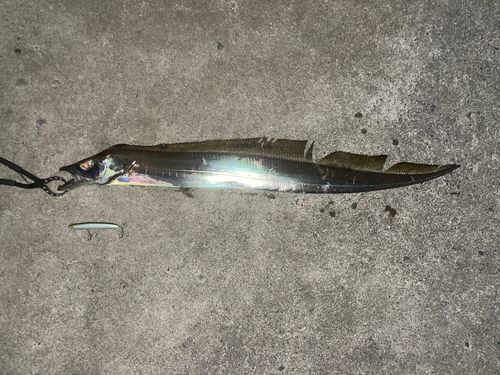 タチウオの釣果