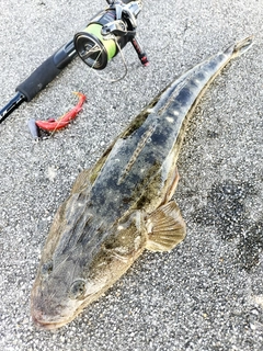 マゴチの釣果