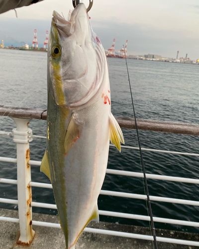 メジロの釣果