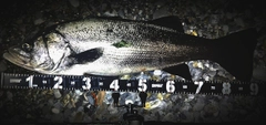 ヒラスズキの釣果