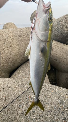 メジロの釣果