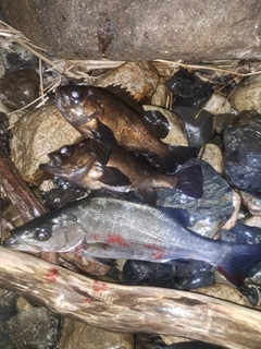メバルの釣果