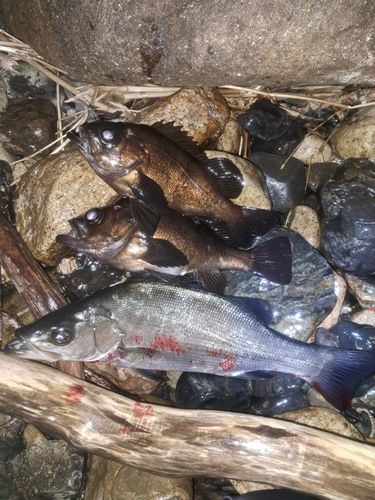 メバルの釣果