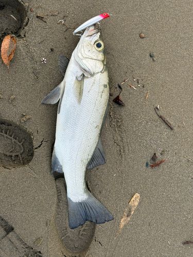 ヒラスズキの釣果