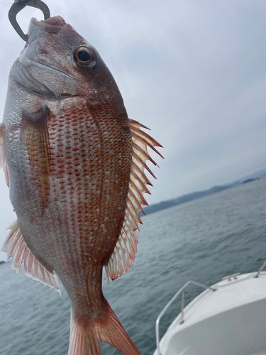 タイの釣果