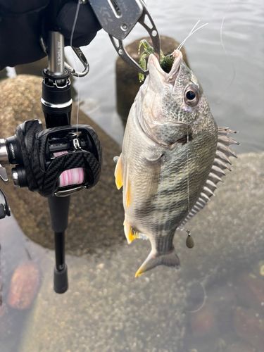 キビレの釣果