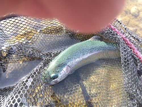 ニジマスの釣果