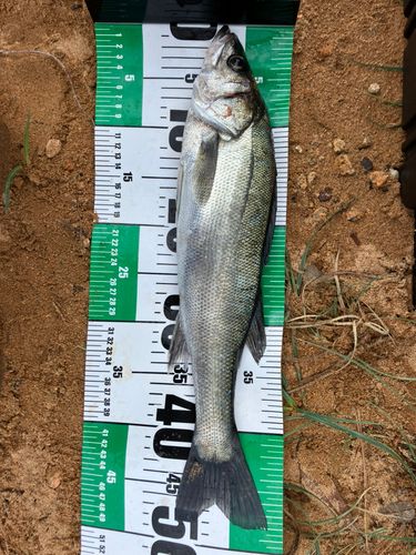 サゴシの釣果