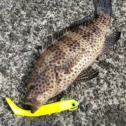 オオモンハタ