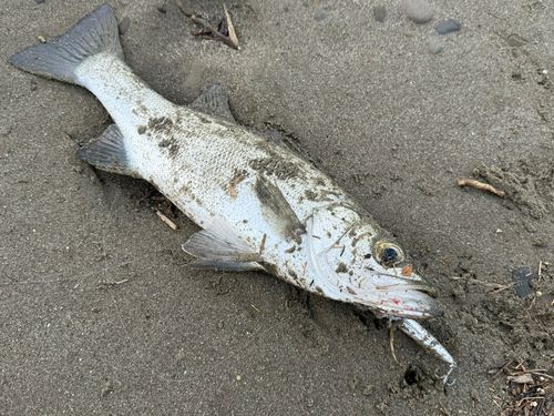 ヒラスズキの釣果
