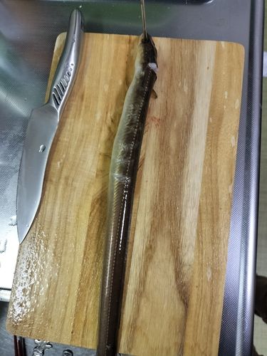 アナゴの釣果