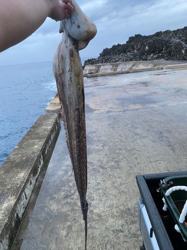 タコの釣果