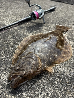 ヒラメの釣果