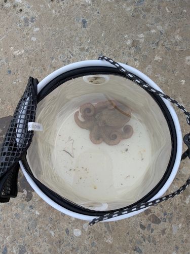 マダコの釣果
