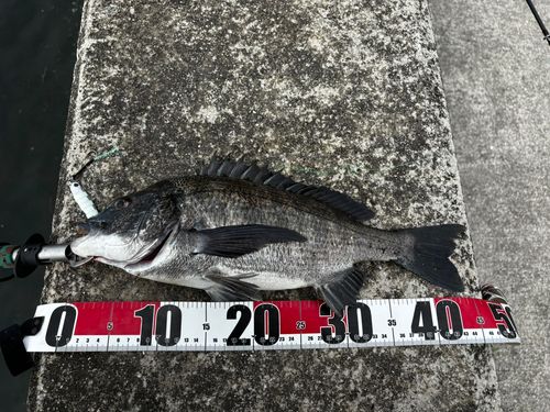 チヌの釣果