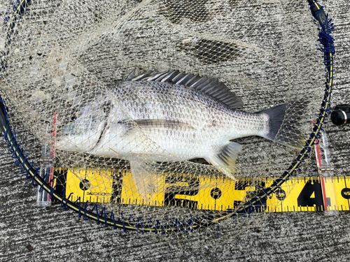 キビレの釣果