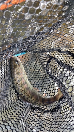 ヤマメの釣果