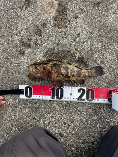 ムラソイの釣果
