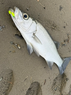 ヒラスズキの釣果