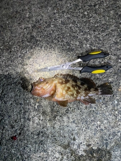 カサゴの釣果