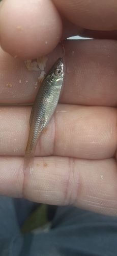 クチボソの釣果