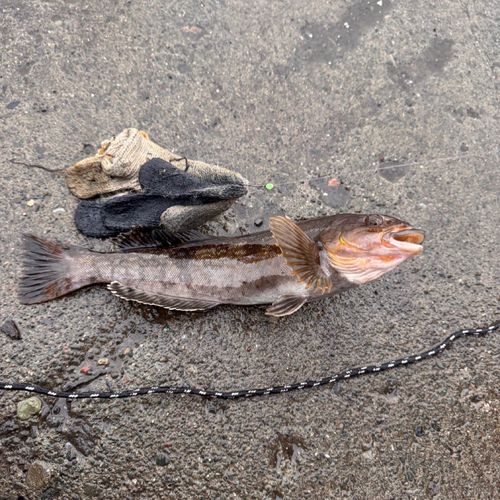 ホッケの釣果
