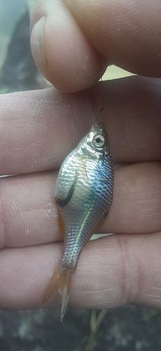 タイリクバラタナゴの釣果