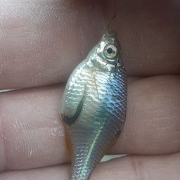 タイリクバラタナゴ