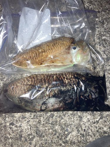 コウイカの釣果