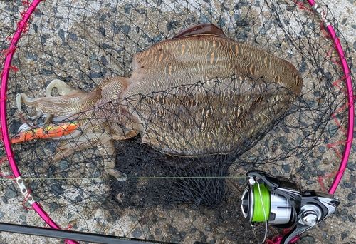 モンゴウイカの釣果