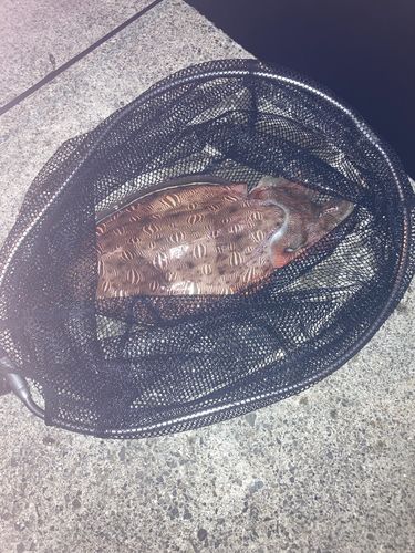 カミナリイカの釣果