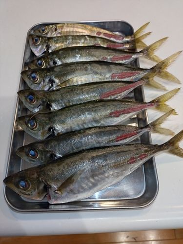 アジの釣果