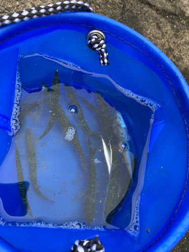 サバの釣果