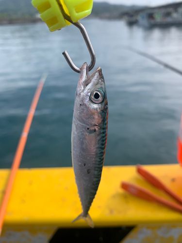 サバの釣果