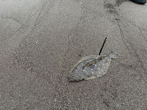 ソゲの釣果
