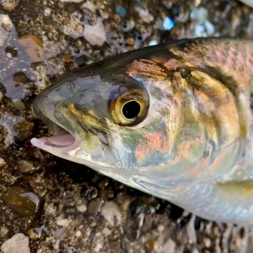 コノシロの釣果